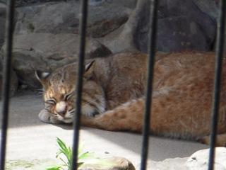 平川動物公園 016