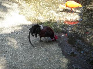 平川動物公園 037