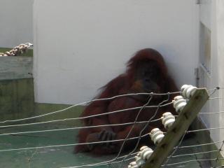 平川動物公園 041