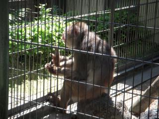 平川動物公園 065