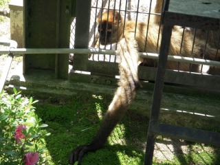 平川動物公園 071