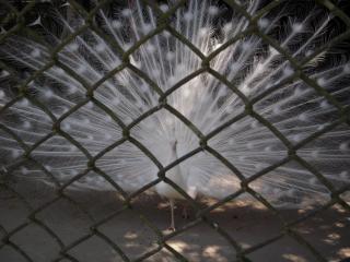 平川動物公園 083